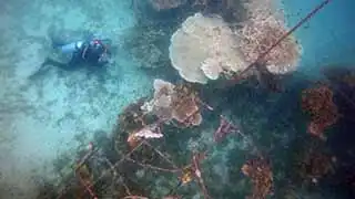 Coral Restoration Anchor Damage to artificial Reef Structures Koh Tao