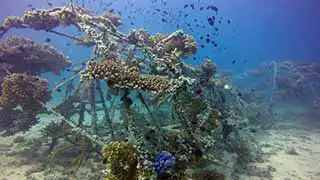 Coral Restoration on Artificial Reef structure at Junkyard Reef Koh Tao