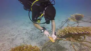 Transplanted Coral on Artificial Reef Structures maintenance at Junkyard Reef Koh Tao