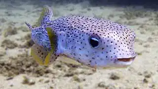 Steve the Pufferfish seen on Koh Tao