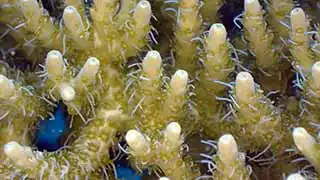 Close-up of table coral from coral restoration project Koh Tao