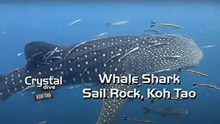 Whaleshark at Sail Rock on Koh Tao