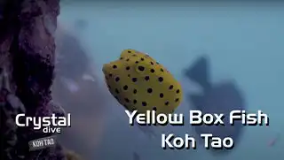 Yellow Box Fish at Koh Tao