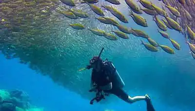 The Coral Tribe diver in a school of fusilier fish on Koh Tao Thailand