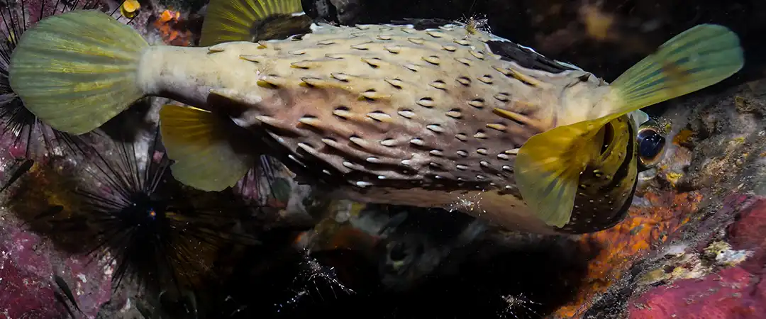 Close-up of a porcupine pufferfish on Koh Tao Thailand