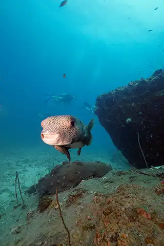 Pufferfish at White Rock on Koh Tao Thailand