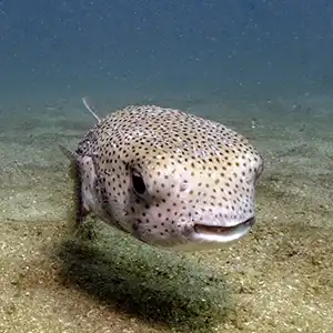 Steve the Pufferfish from Koh Tao Thailand