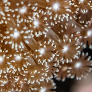 Close up photo of Coral taken during Coral Identification Specialty dive on Koh Tao Thailand with Crystal Dive