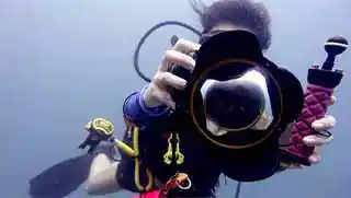kohtaodiving.org-master-scuba-diver-trainer-digital-underwater-photographer Crystal Dive digital underwater photographer specialty diver