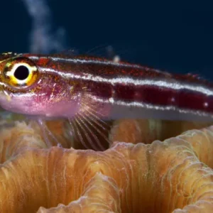 Close up of fish and coral during marine ecology diving course thailand at Crystal Dive on Koh Tao