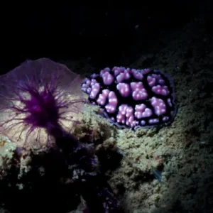 Purple Nudibranch seen during ecology specialty around the waters of Koh Tao Thailand