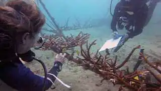 Marine conservation at Crystal dive Scuba diving centre in Thailand