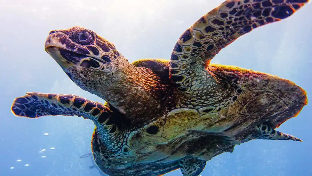 Turtle seen at Crystal Dive Resort Koh Tao the best place to learn to dive in Thailand