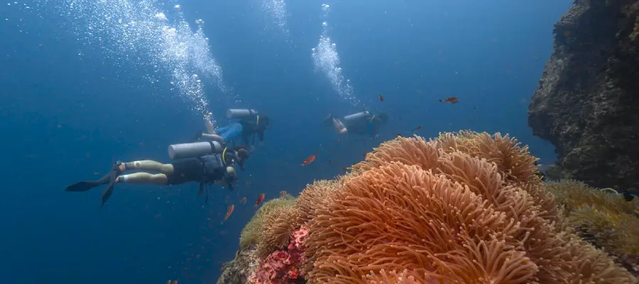 kohtaodiving.org-chronicles-sail-rock-anemone Crystal dive fun divers at sail rock with anemone fish