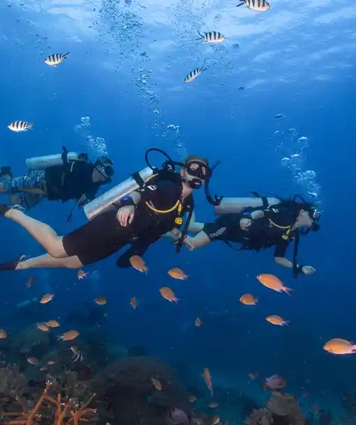 Try diving on Koh Tao Basic Divers exploring the reef on Koh Tao safely
