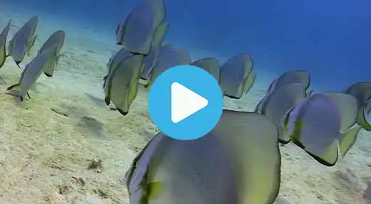 Link to Koh Tao dive site guide of twins dive site