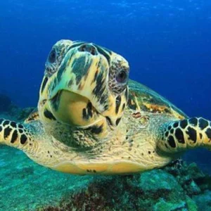 sea turtle ecology hawksbill turtle seen on Koh Tao