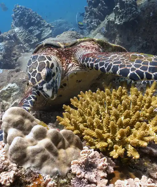 sea turtle ecology feeding on coral