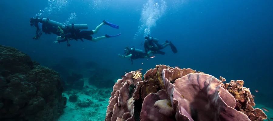 chronicles learn to scuba dive on koh tao four divers and coral Four divers swimming along with coral in the foreground on Koh Tao