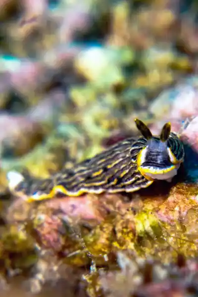 chronicles-open-water-advanced-course-nudibranch Sidemount CD Oli during IDC