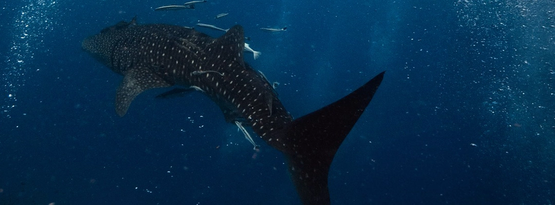 dive with whale sharks