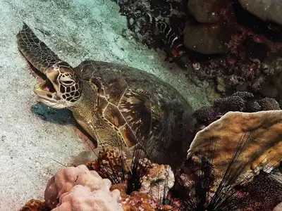 A turtle seen yawning while taking the Advanced Open Water Course
