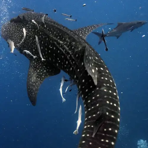 A Whaleshark at Koh Tao during Advanced Open Water training