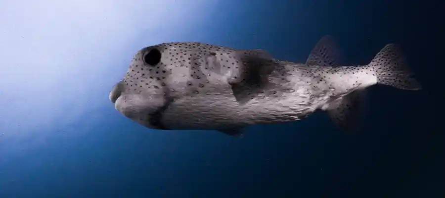 Porcupine Pufferfish underwater on Koh Tao