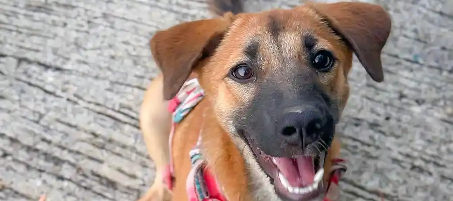 Helping out at Koh Koh Pups for Christmas