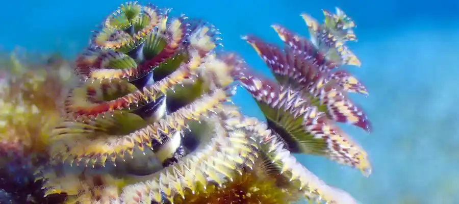 A Christmas Tree Worm underwater on Koh Tao, Thailand