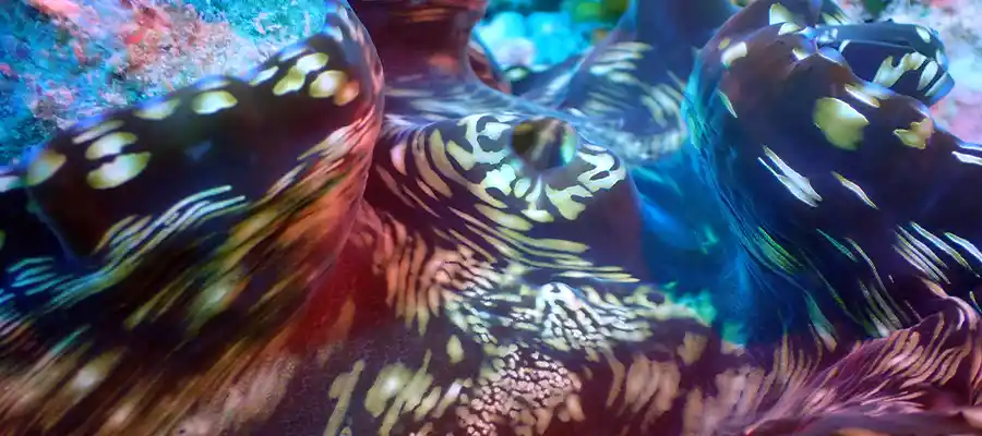 Close up of a Giant Clam