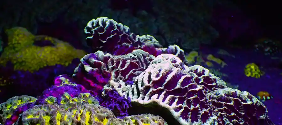 SSI Advanced Specialty Diver at Night