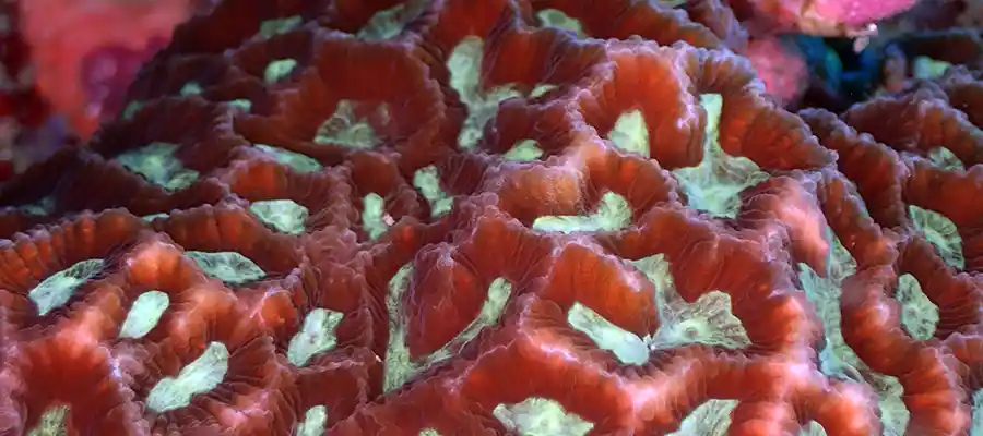 chronicles artificial reefs coral Coral Transplants on artificial reefs on Koh Tao