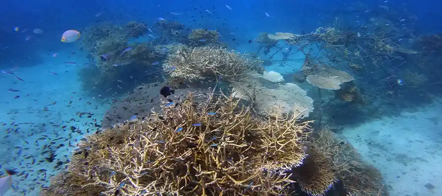chronicles artificial reefs domes Junkyard Artificial Reef Dive Site