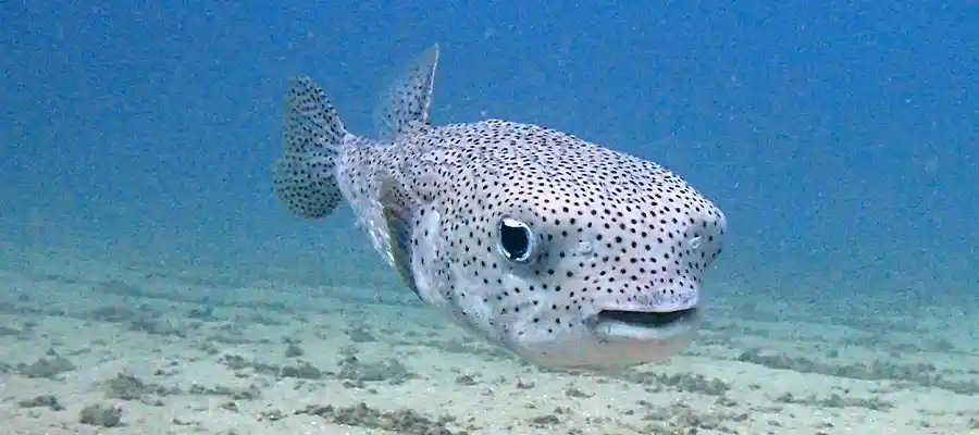 chronicles artificial reefs steve Fish life on artificial reefs on Koh Tao
