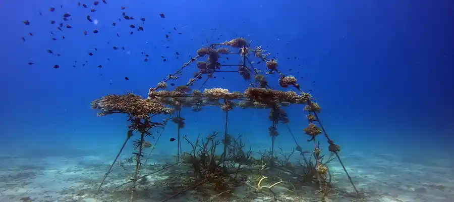 chronicles artificial reefs structure An example of artificial reefs on Koh Tao