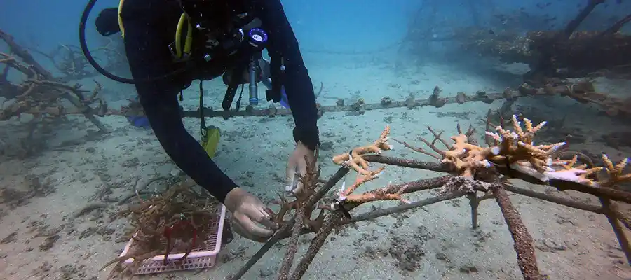 chronicles artificial reefs transplants Diver transplanting coral to artificial reef structures