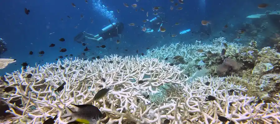 Climate change effect on coral reef