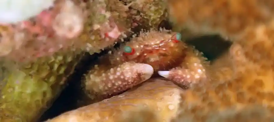 Tiny crab using coral reef as protection