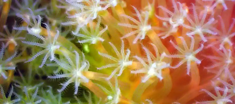 The importance of coral reefs and what you can do to protect them