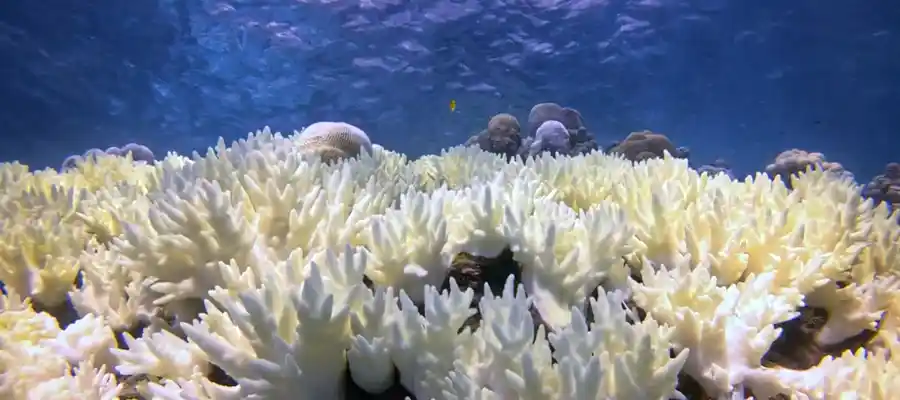 Threats facing coral reefs
