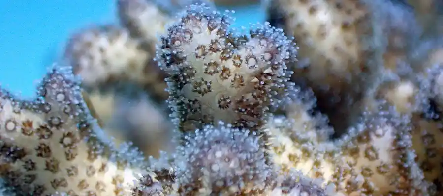 Close up of a coral species