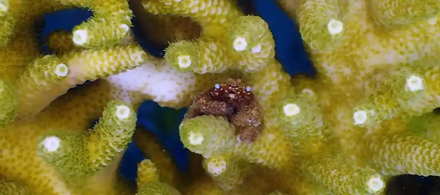 chronicles junkyard crab Tiny crab in coral at Junkyard dive site