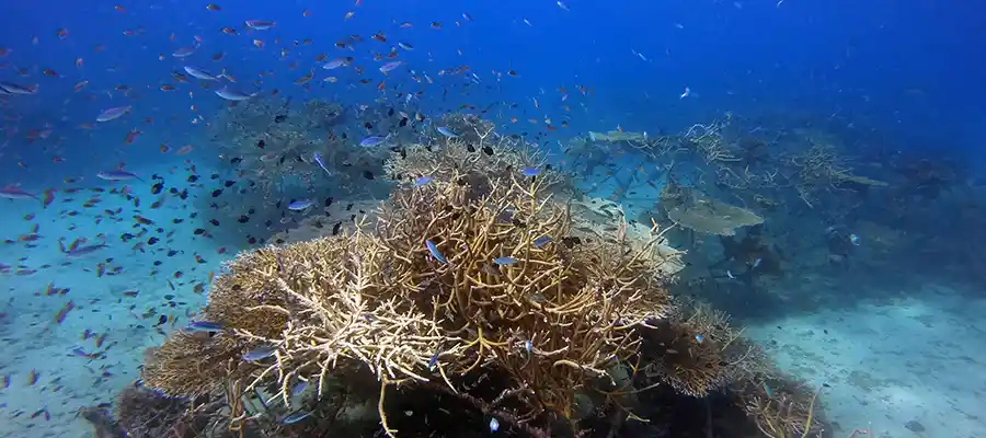 chronicles junkyard domes domes at junkyard artificial reef on koh tao