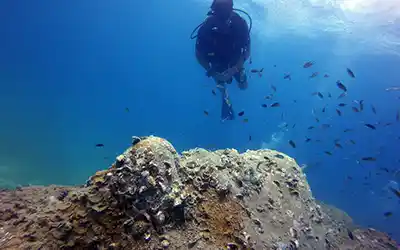 junkyard artificial reef on koh tao
