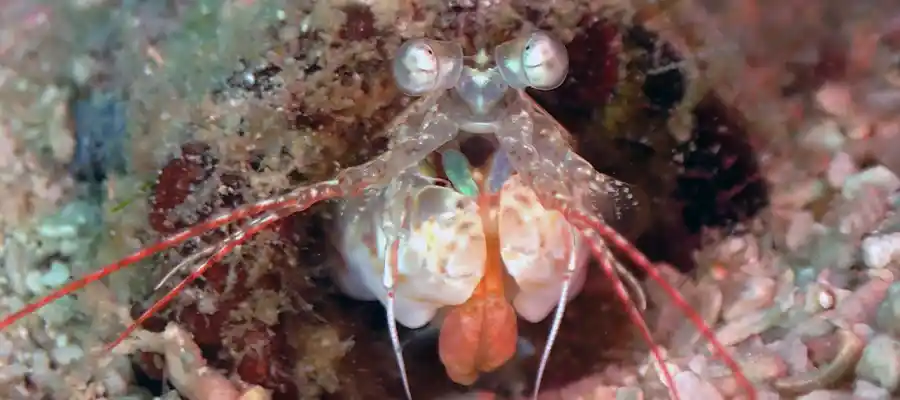 chronicles junkyard mantis shrimp Mantis Shrimp at Junkyard