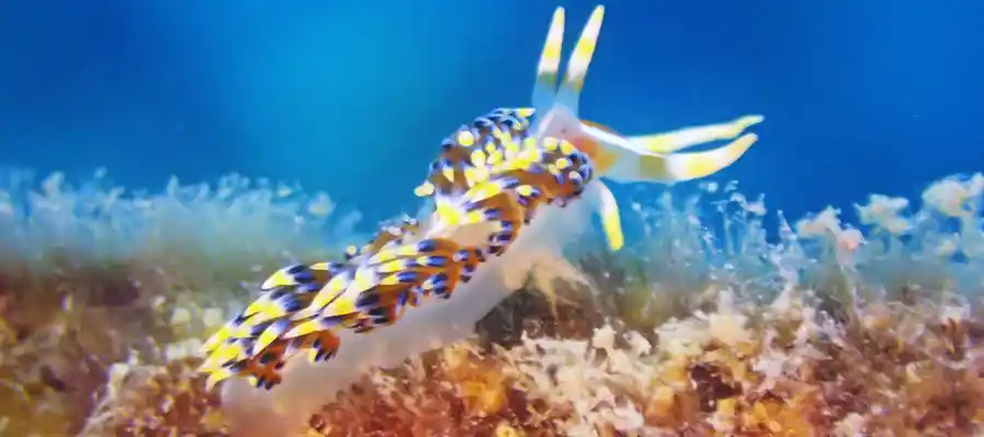 chronicles junkyard nudibranch Nudibranch on structure at Junkyard