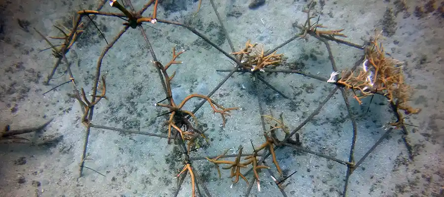 chronicles junkyard spiders Spider structures at Junkyard