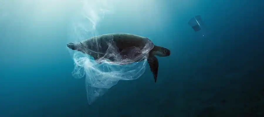 Turtle entangled in plastic wrapping