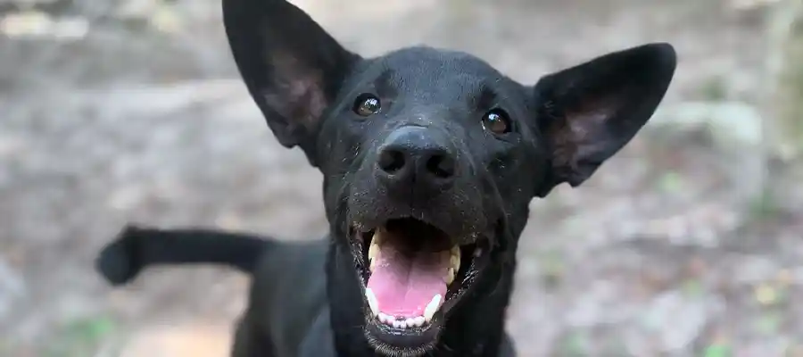 Happy dog at Koh Koh Pups